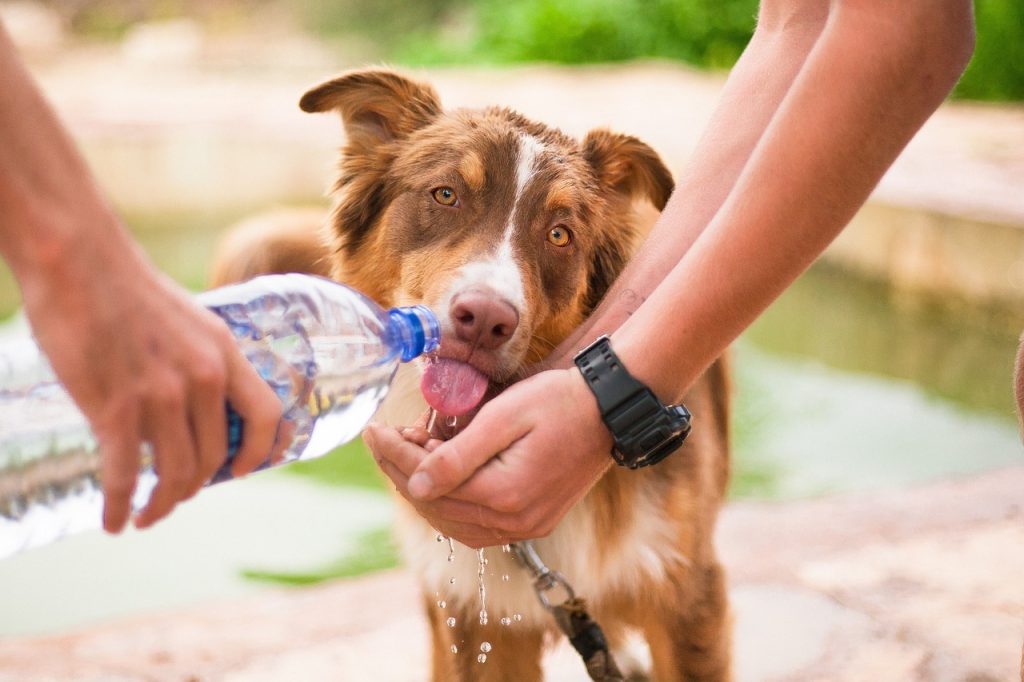 giving dog water